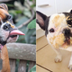 Illustration for article titled Dogs Eating Peanut Butter, I Love You